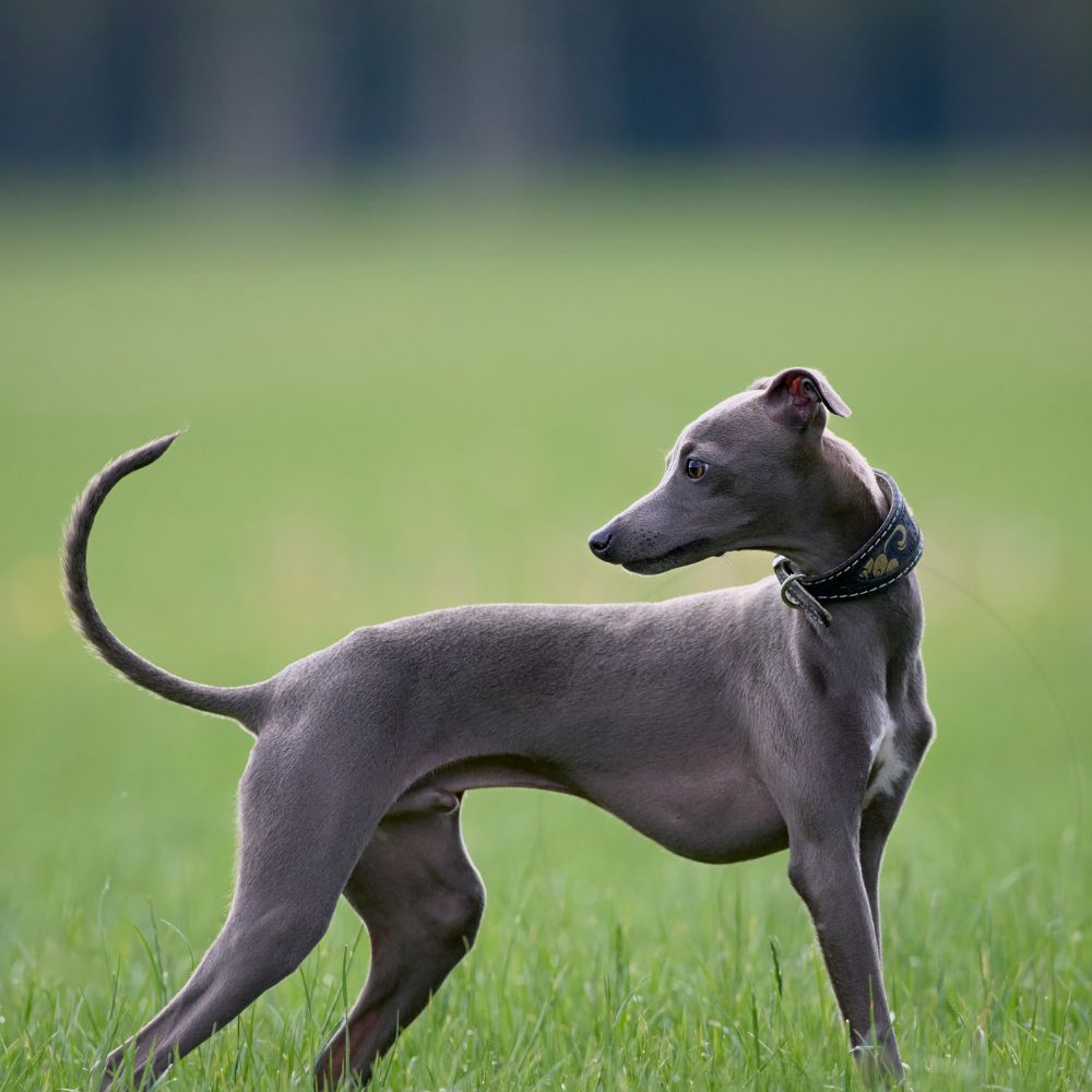 Whippet