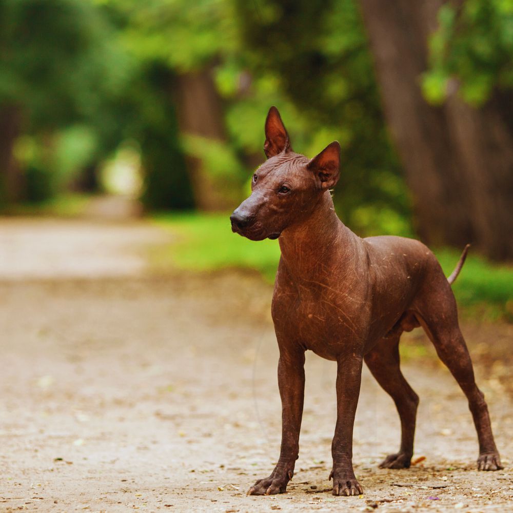 Xoloitzcuintli