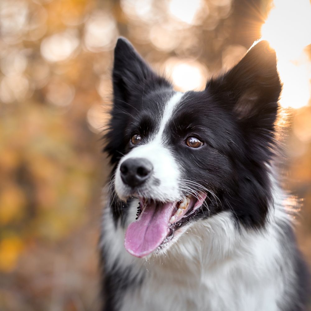 Border Collie