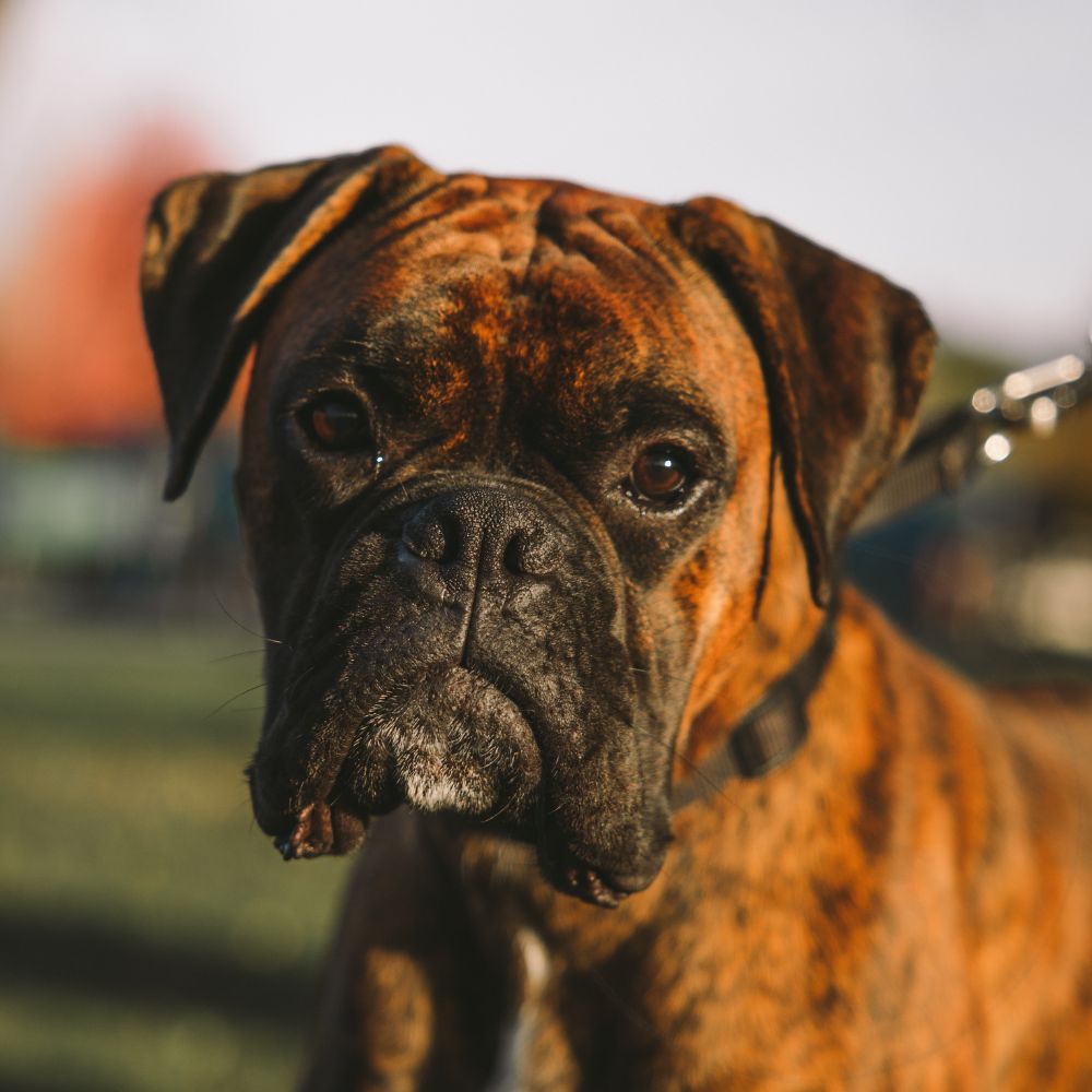 Boxer