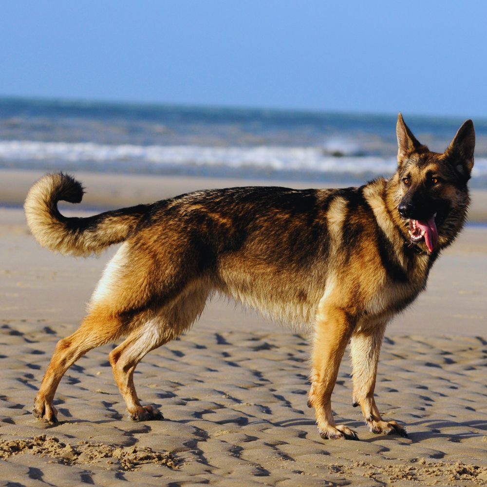 German Shepherd