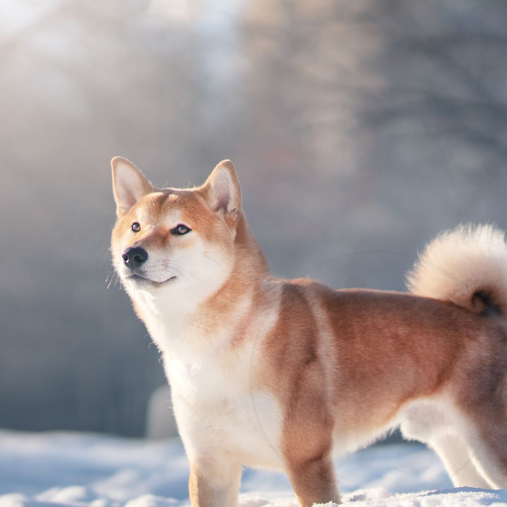shiba inu
