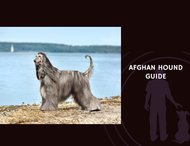 Afghan Hound Guide