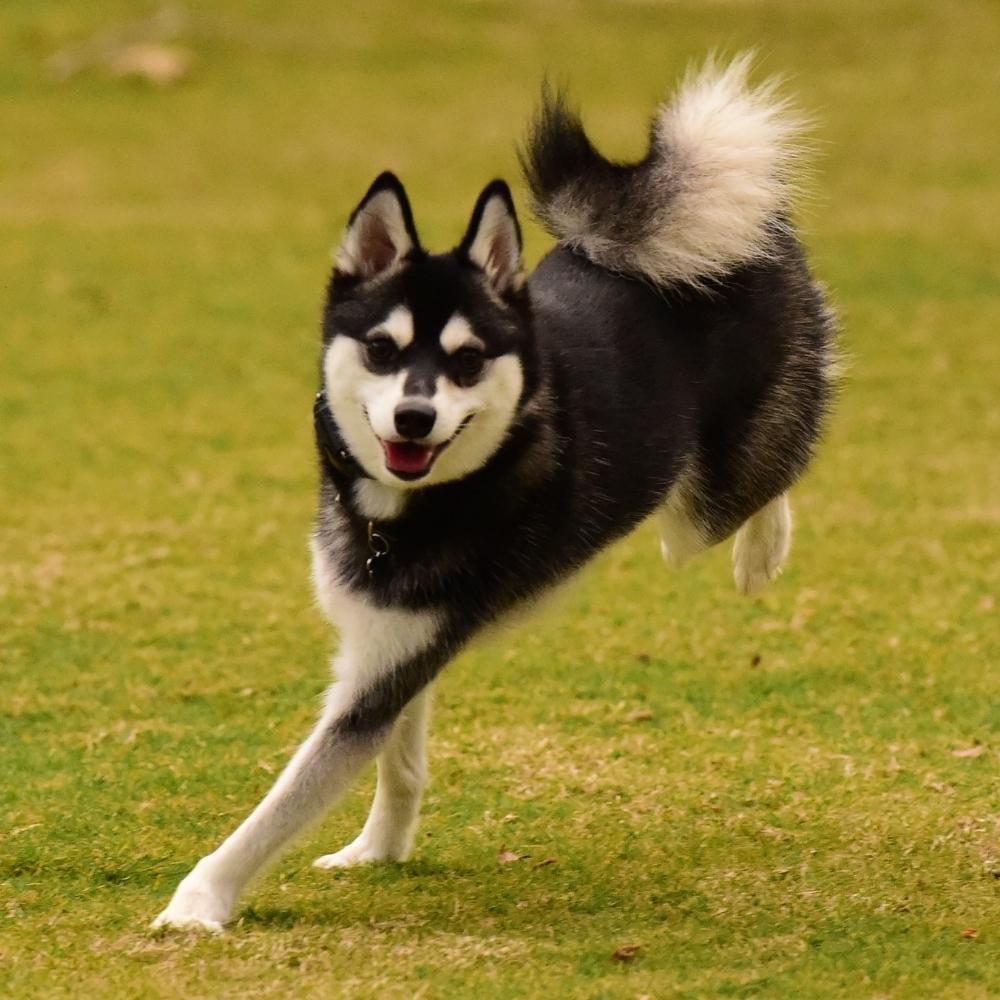 Alaskan Klee Kai