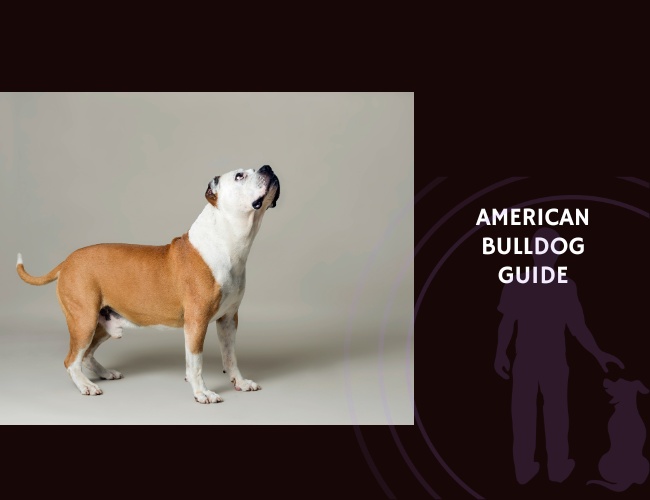 American Bulldog Guide