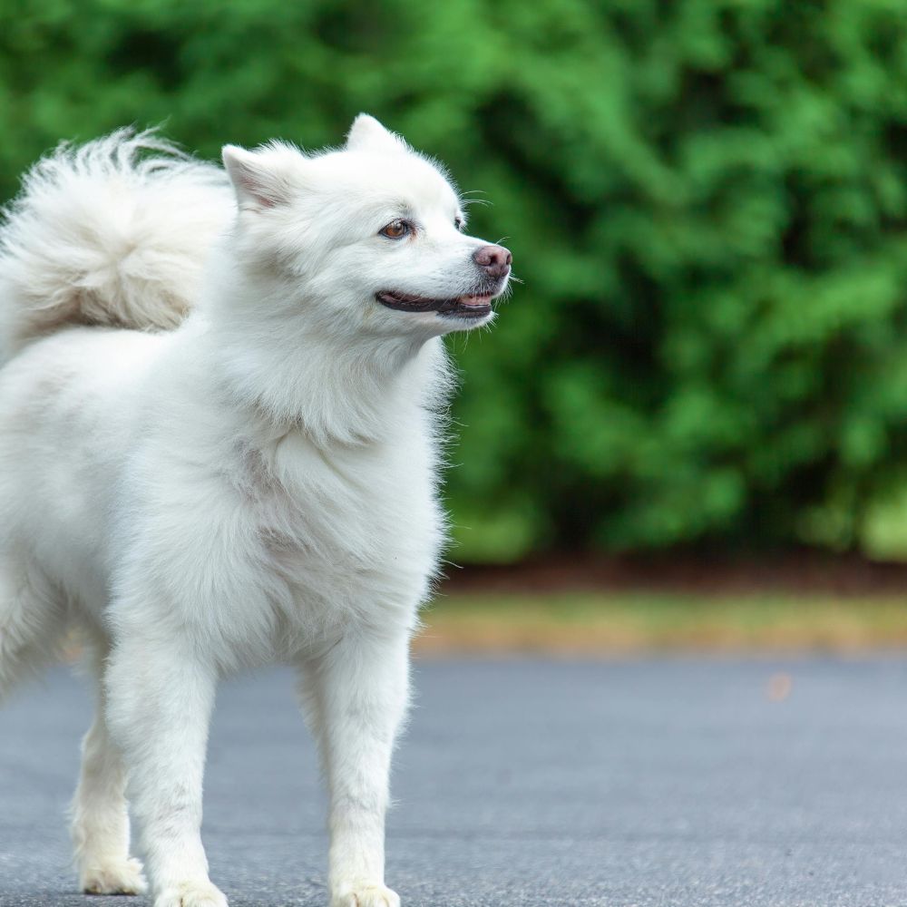 American Eskimo Dog