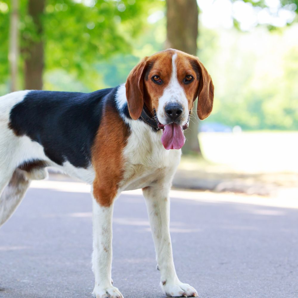American Foxhound