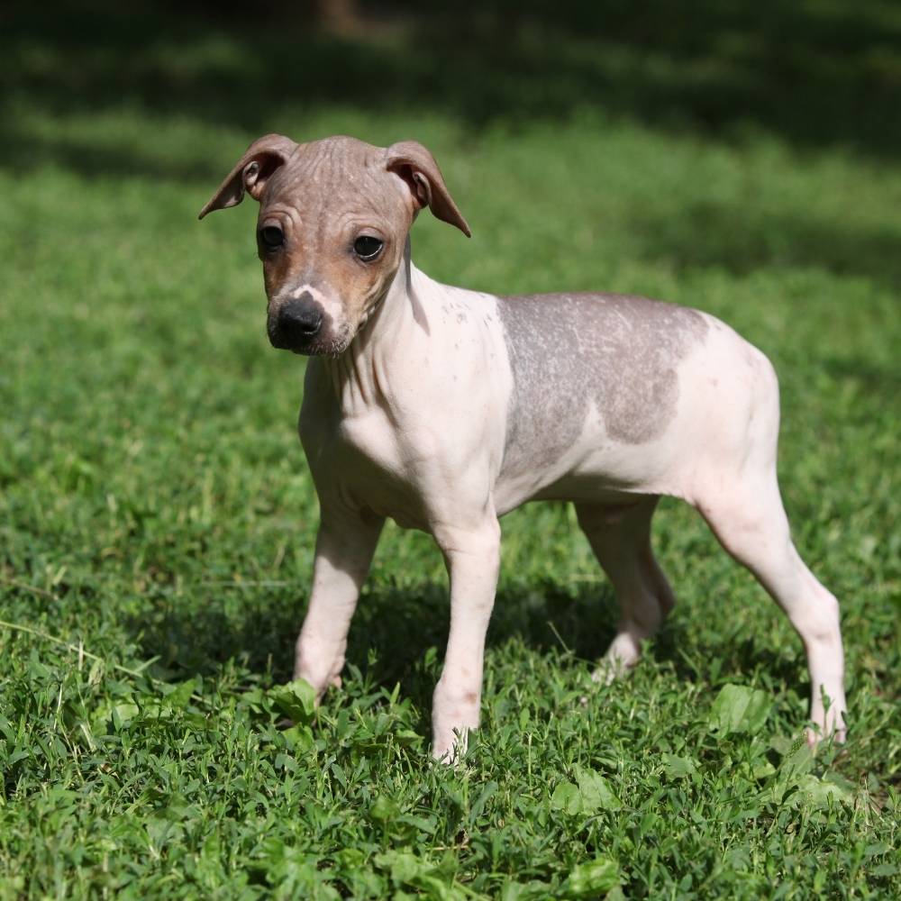 American Hairless Terrier