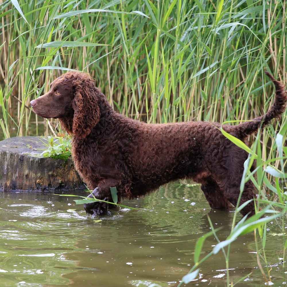 American Water Spaniel