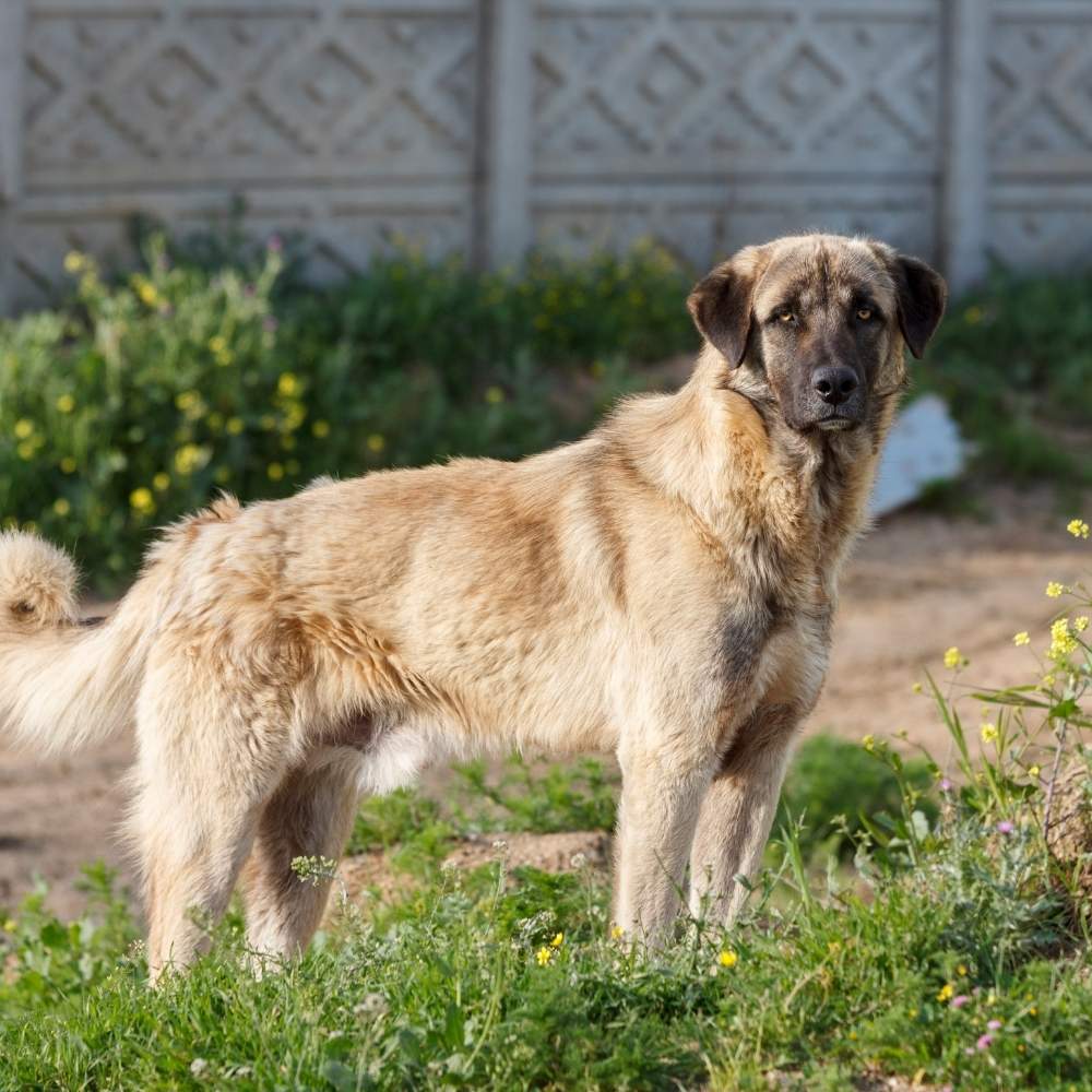 Anatolian Shepherd Dog