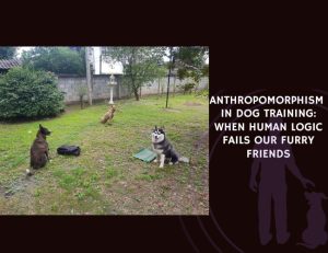 Anthropomorphism in Dog Training When Human Logic Fails Our Furry Friends