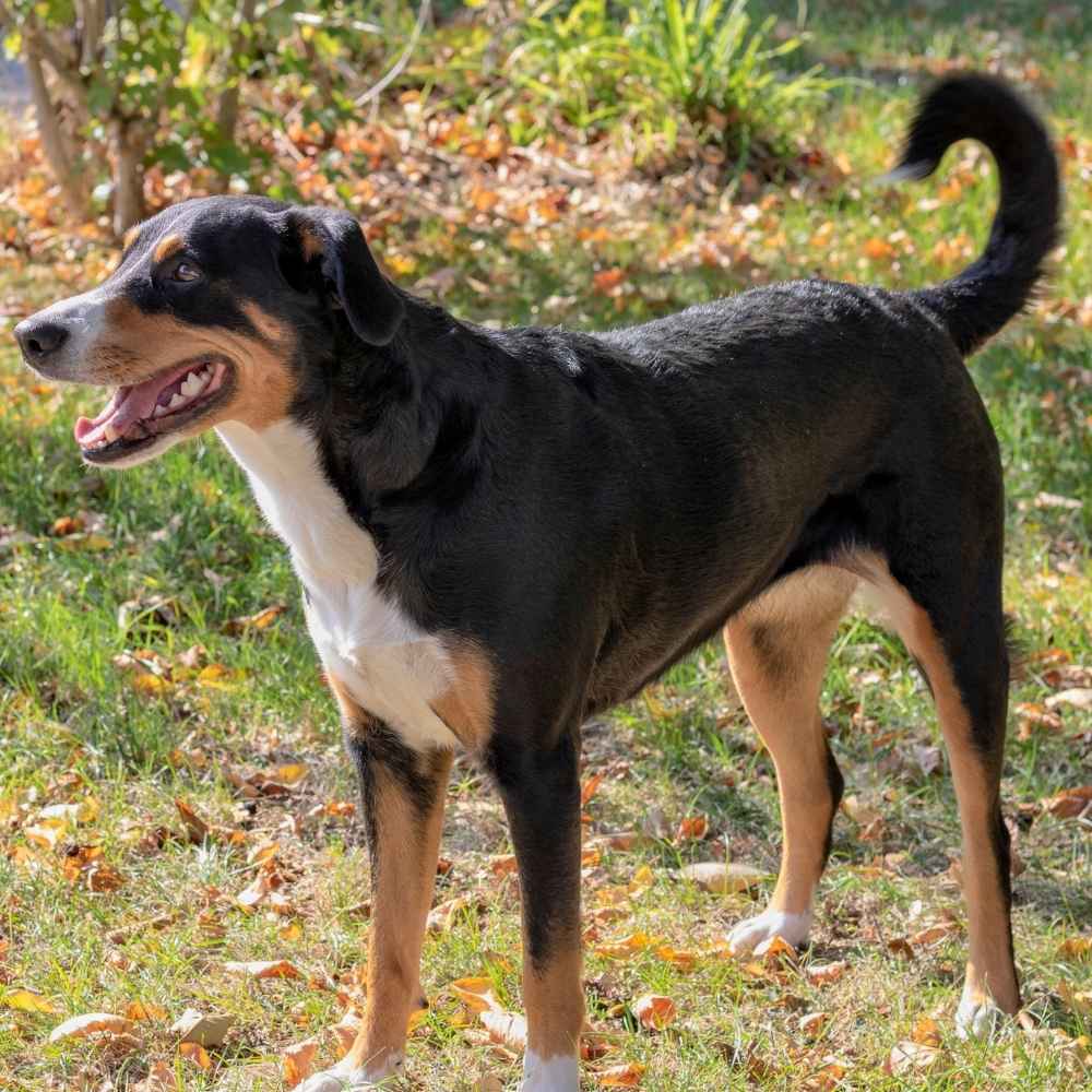 Appenzeller Sennenhund