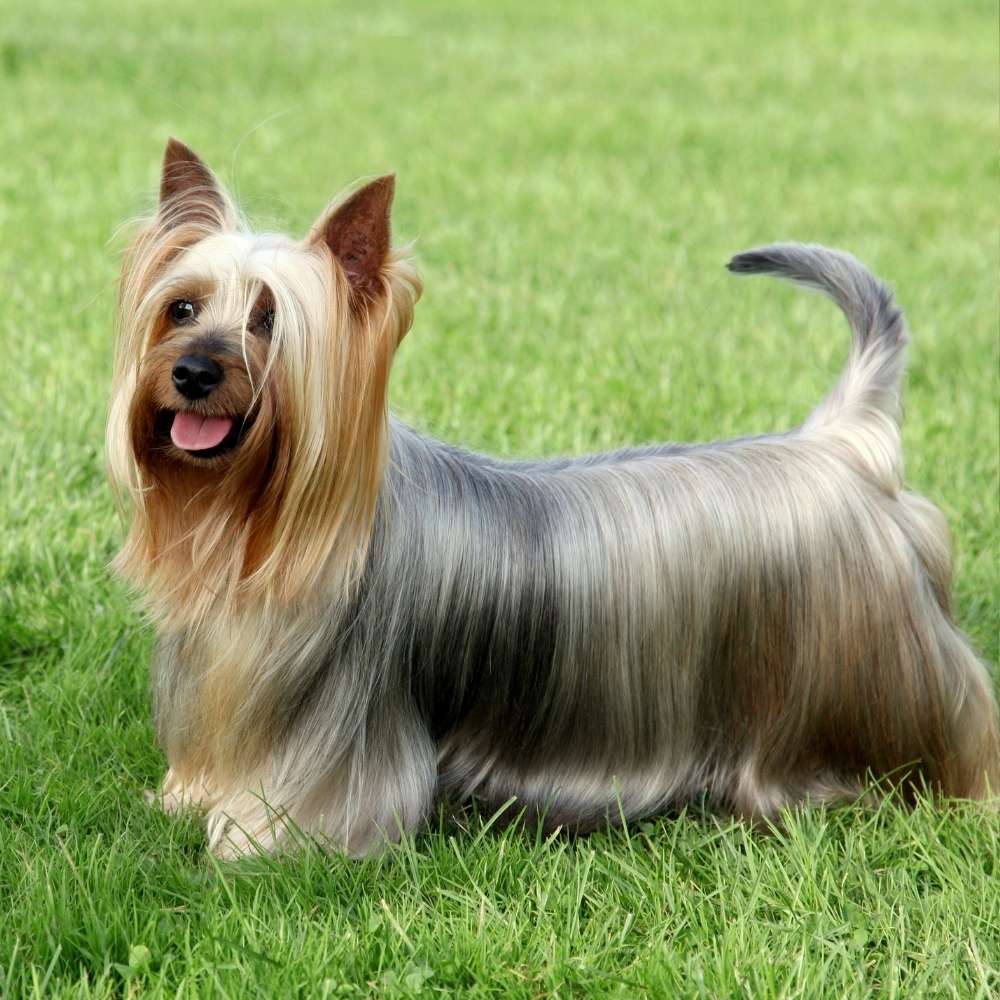 Australian Silky Terrier
