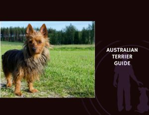 Australian Terrier Guide
