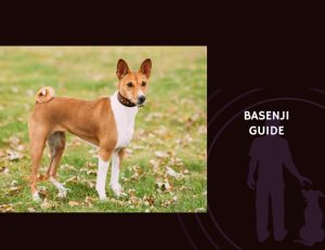Basenji Guide