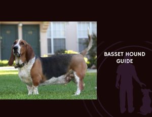 Basset Hound Guide