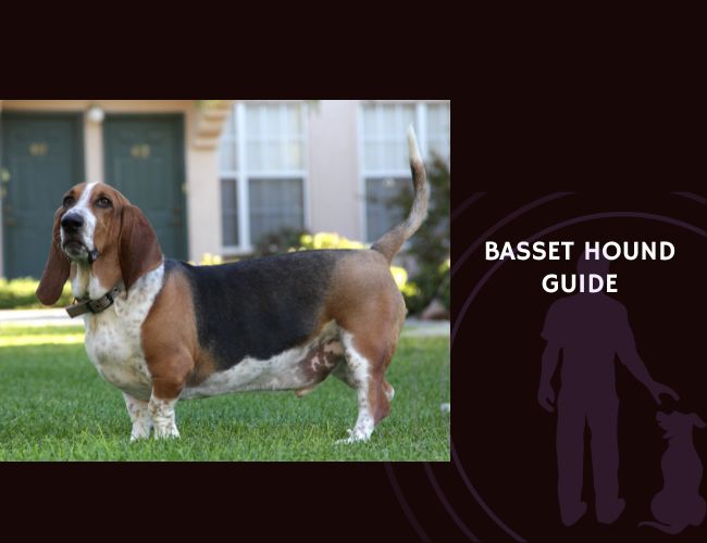 Basset Hound Guide