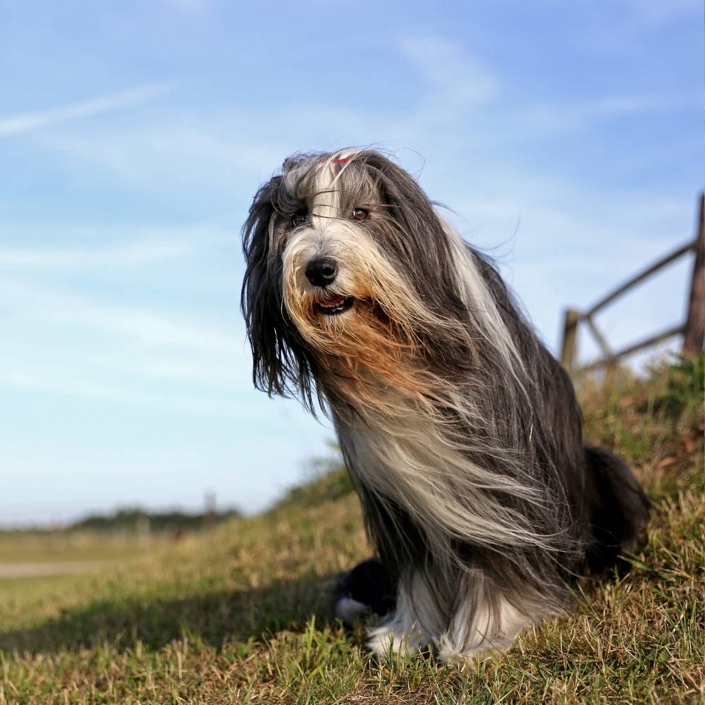 Bearded Collie