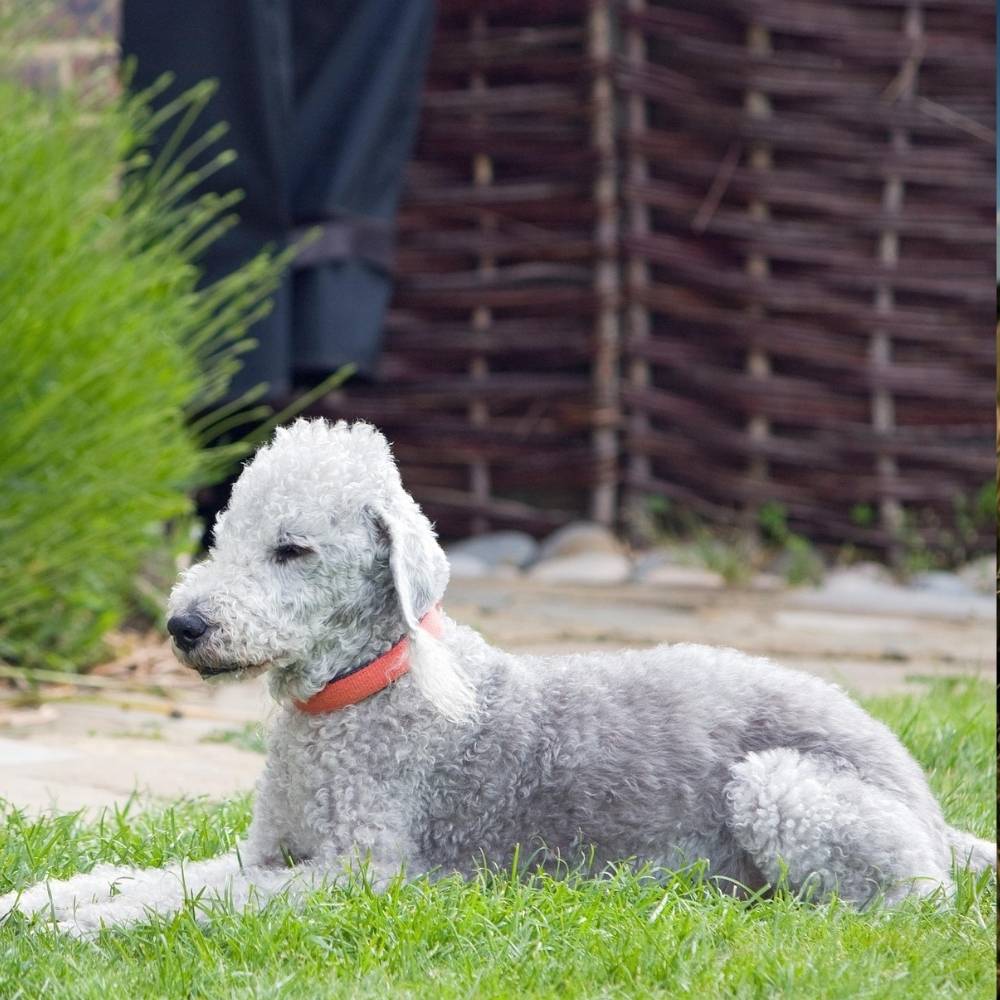 Bedlington Terrier