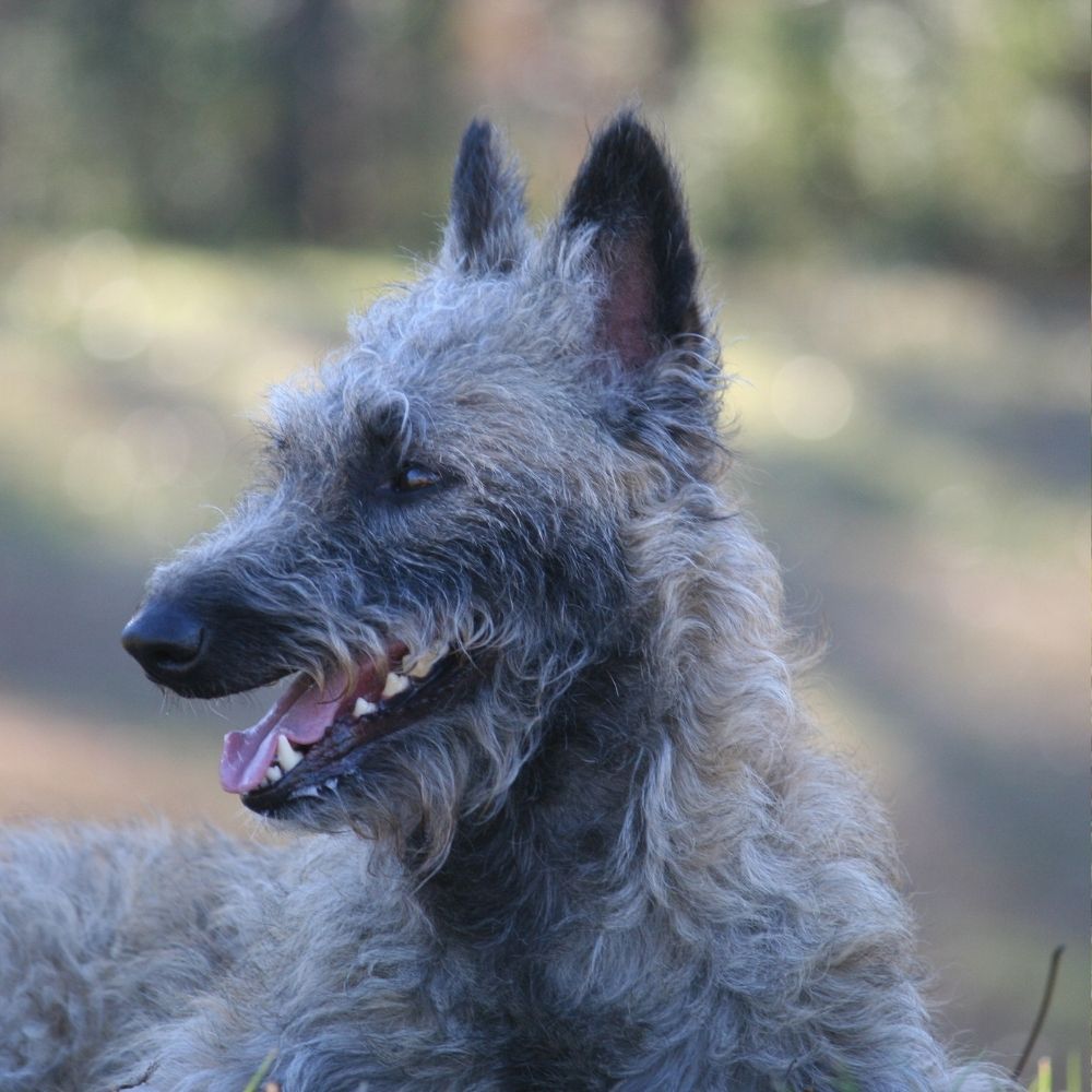 Belgian Laekenois