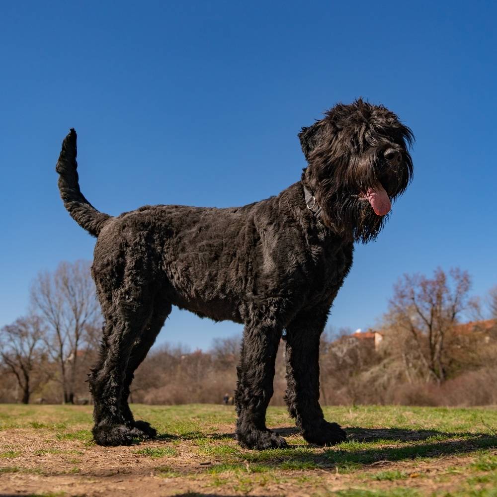 Black Russian Terrier