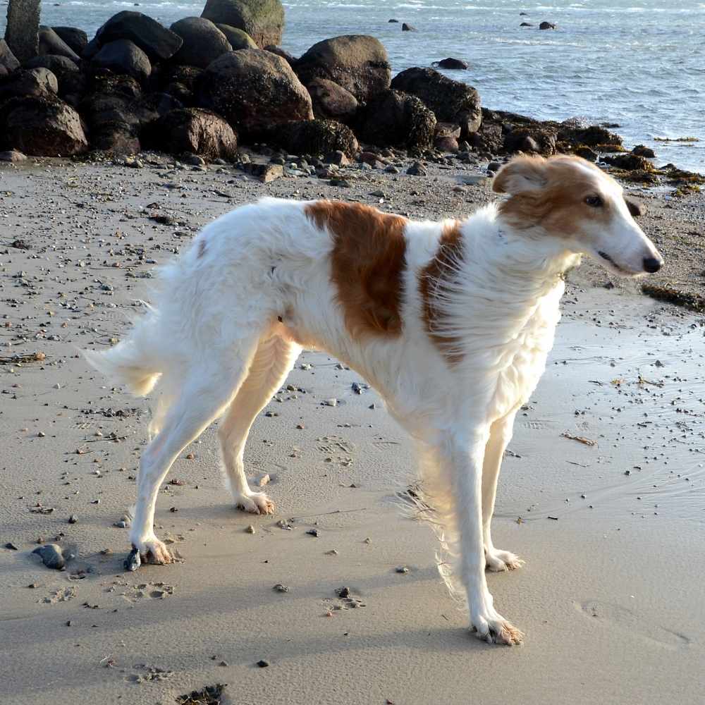 Borzoi