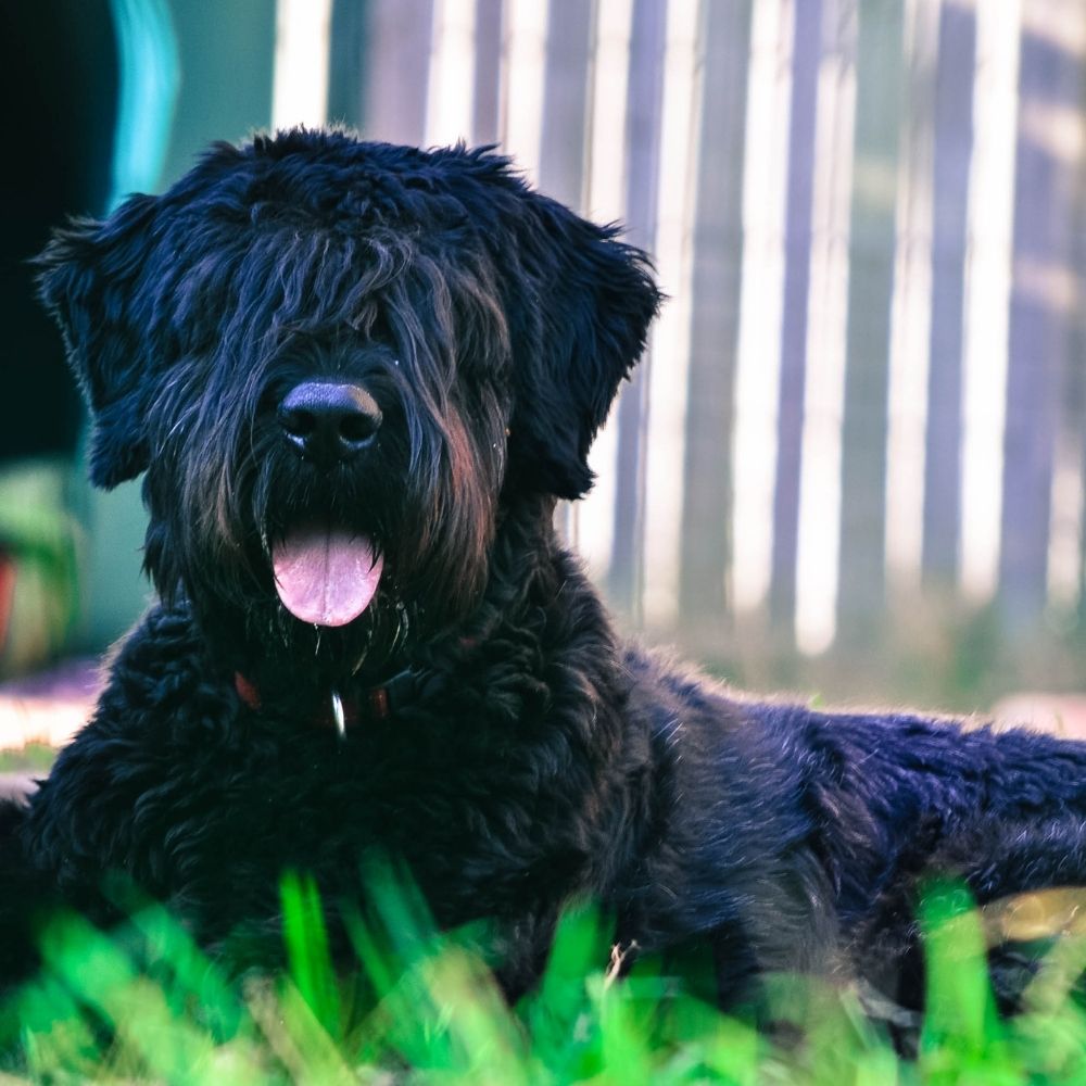 Bouvier des Flandres