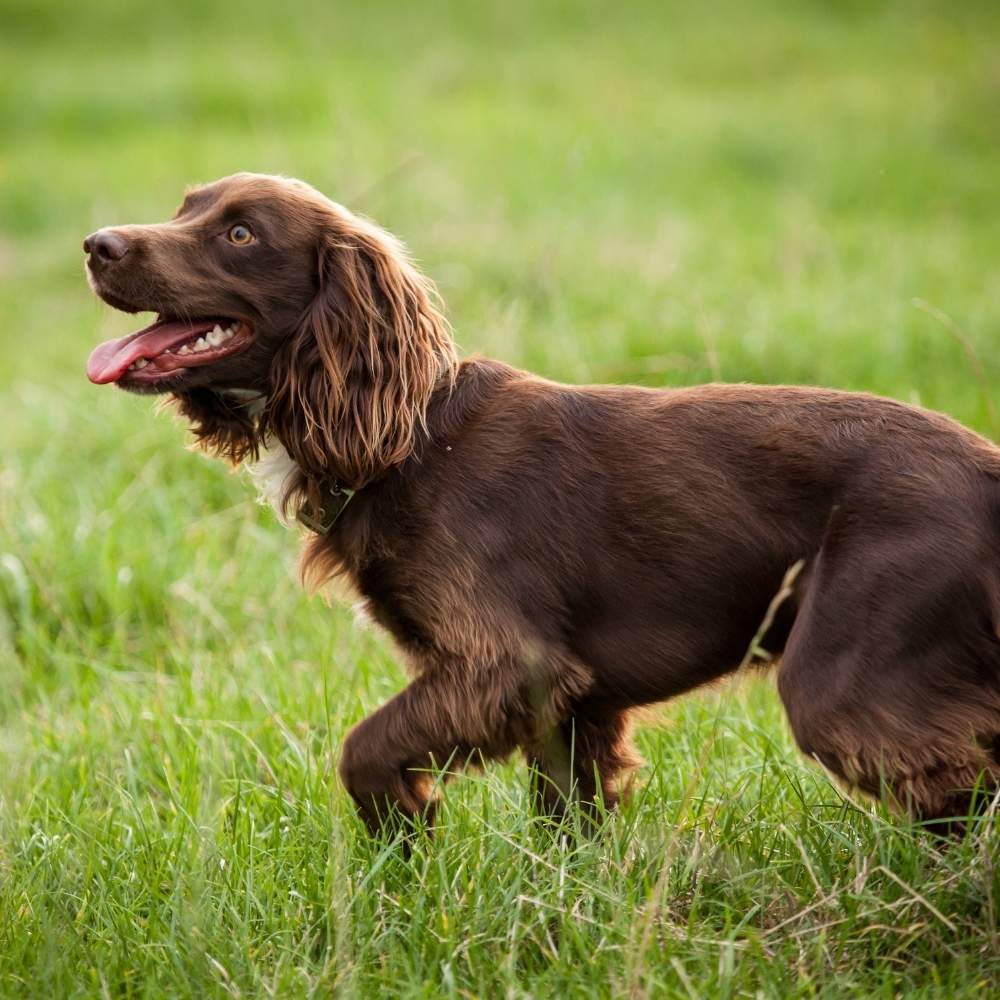 Boykin Spaniel