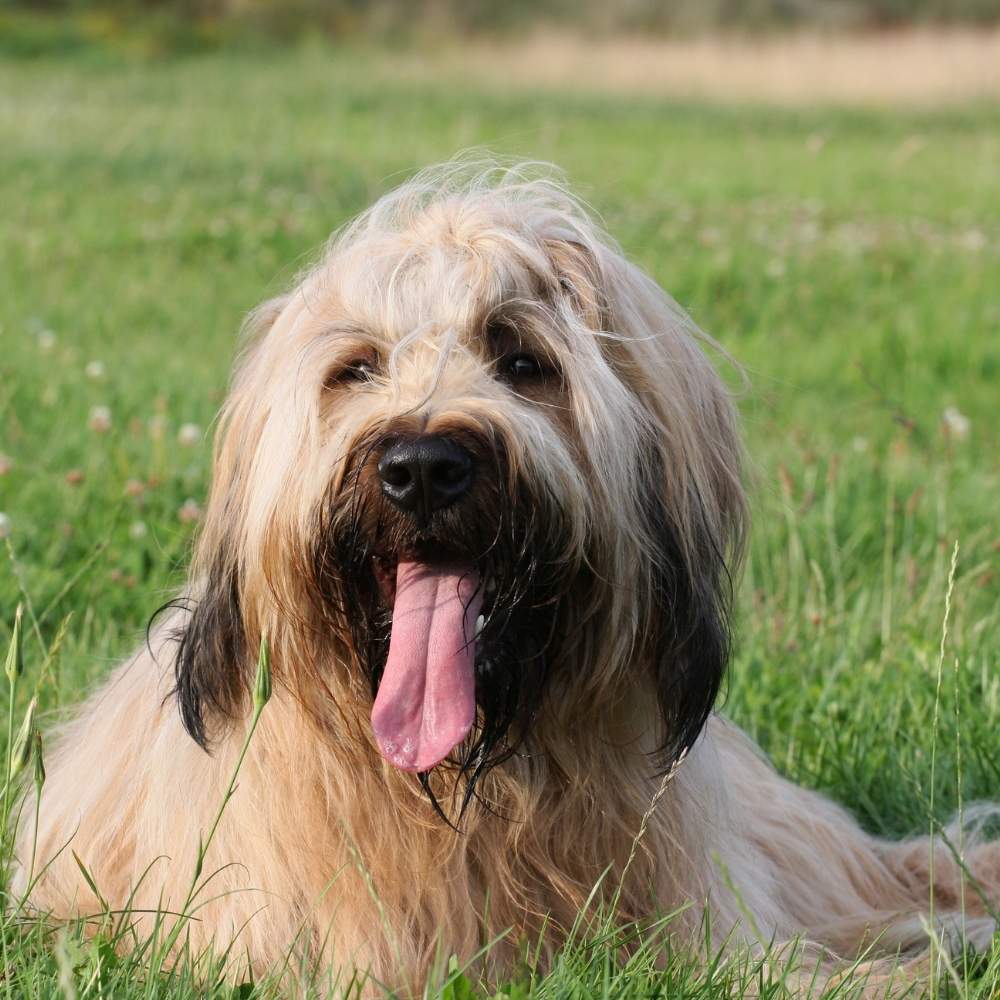 Briard