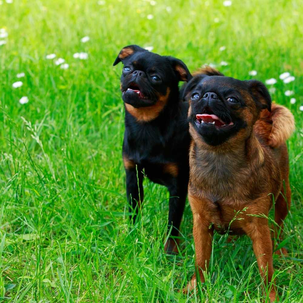Brussels Griffon