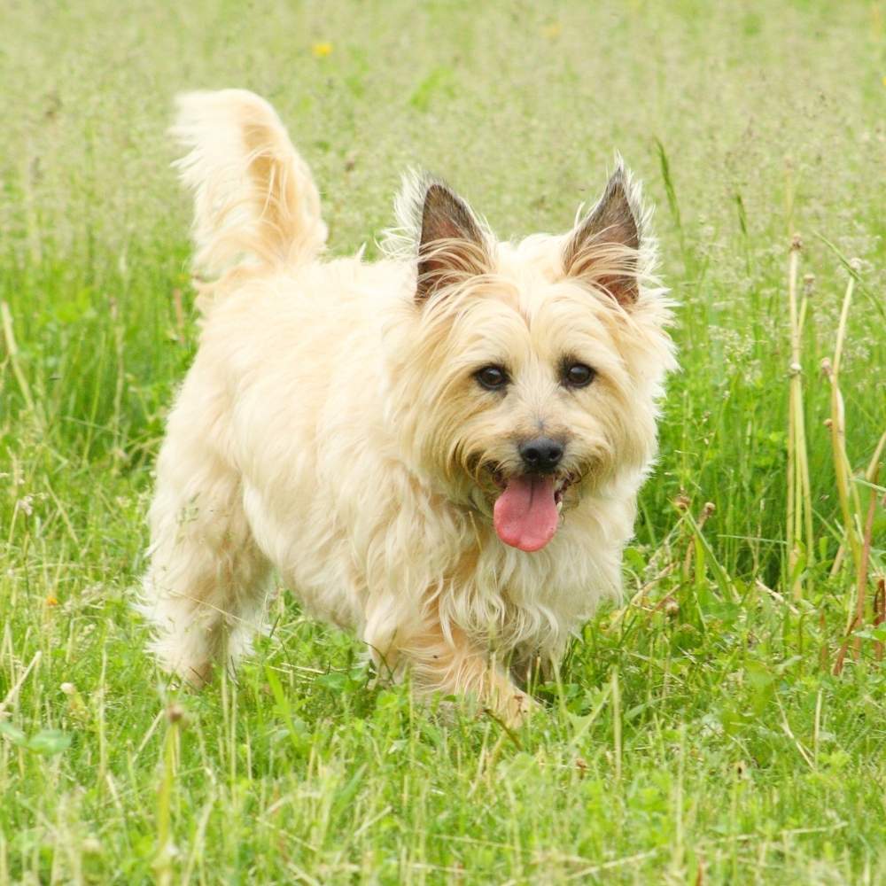 Cairn Terrier