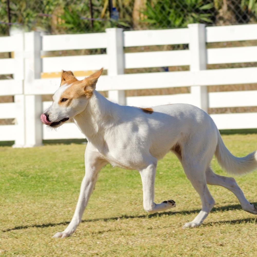Canaan Dog