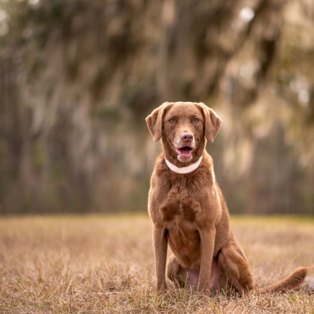 Chesapeake Bay Retriever