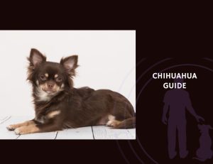 Chihuahua Guide