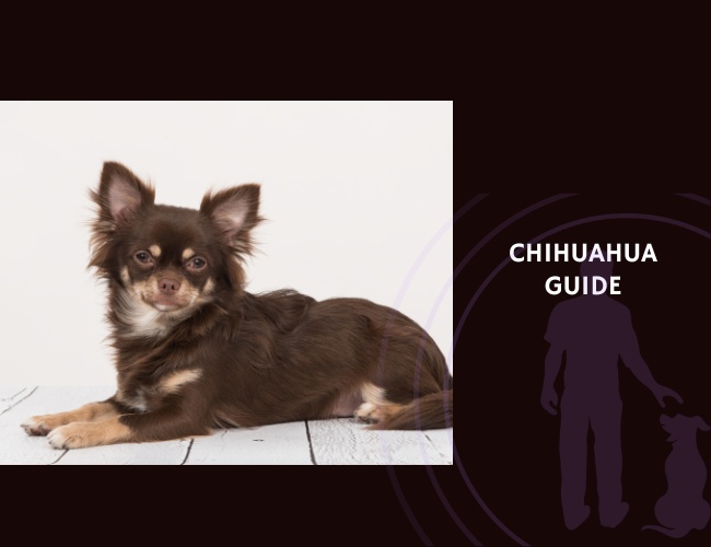 Chihuahua Guide