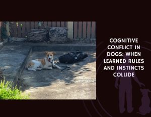 Cognitive Conflict in Dogs When Learned Rules and Instincts Collide