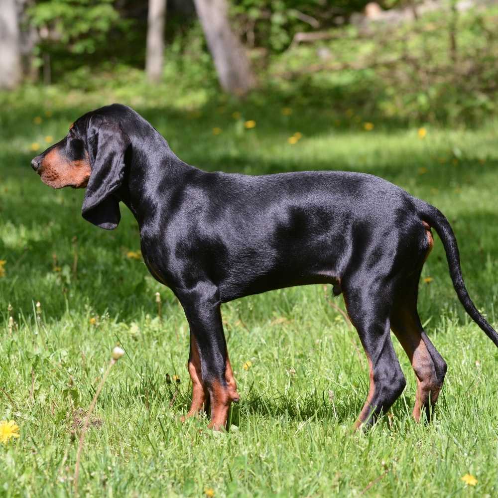 Coonhound