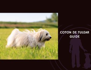 Coton de Tulear Guide