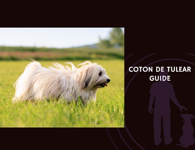 Coton de Tulear Guide