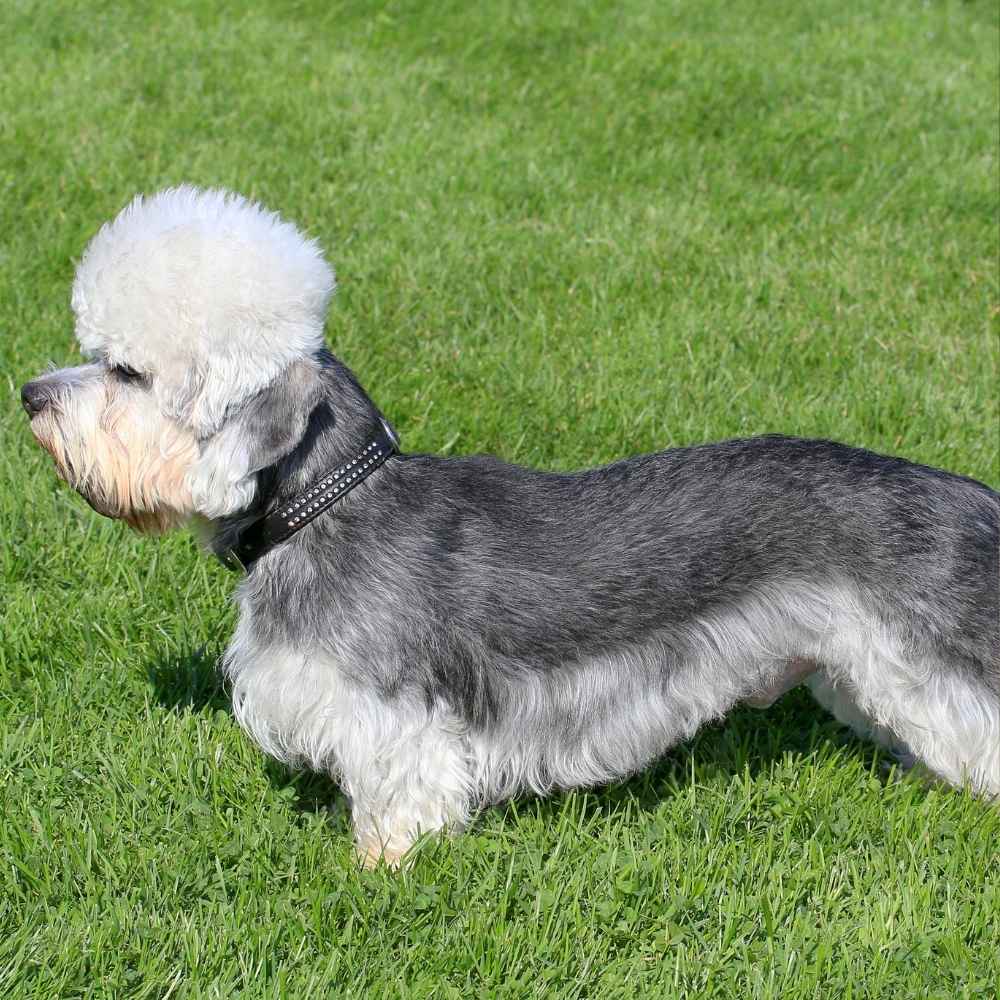 Dandie Dinmont Terrier