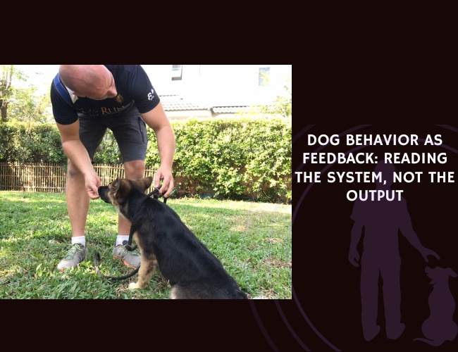Dog Behaviour as Feedback Reading the System, Not the Output