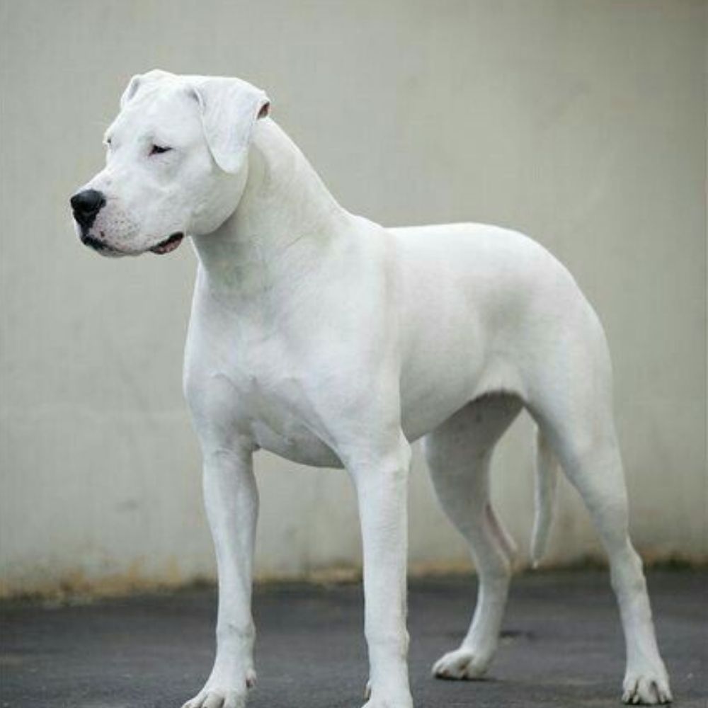 Dogo Argentino