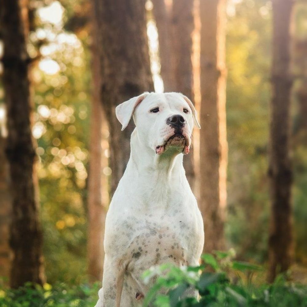 Dogo Argentino
