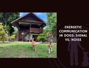 Energetic Communication in Dogs Signal vs. Noise