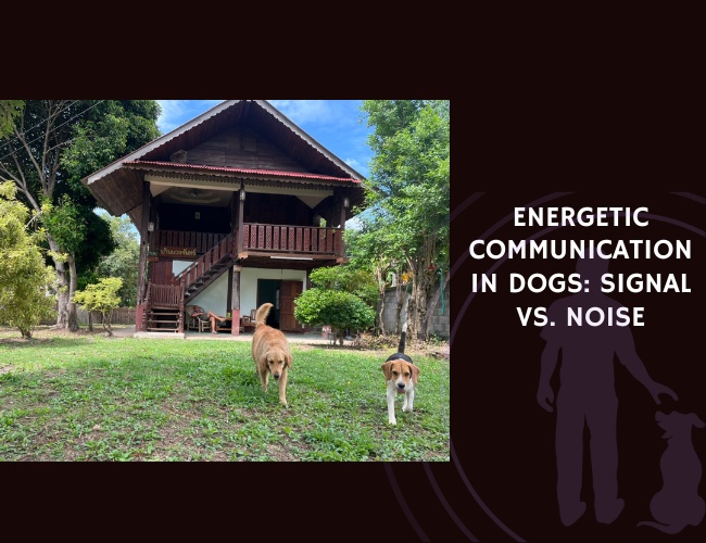 Energetic Communication in Dogs Signal vs. Noise