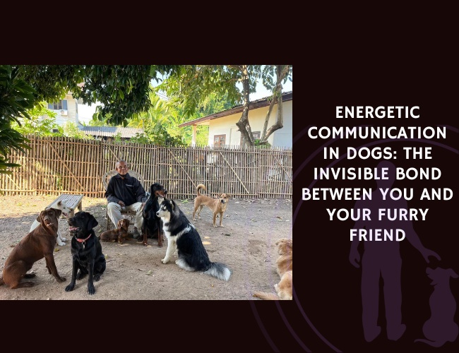 Energetic Communication in Dogs The Invisible Bond Between You and Your Furry Friend