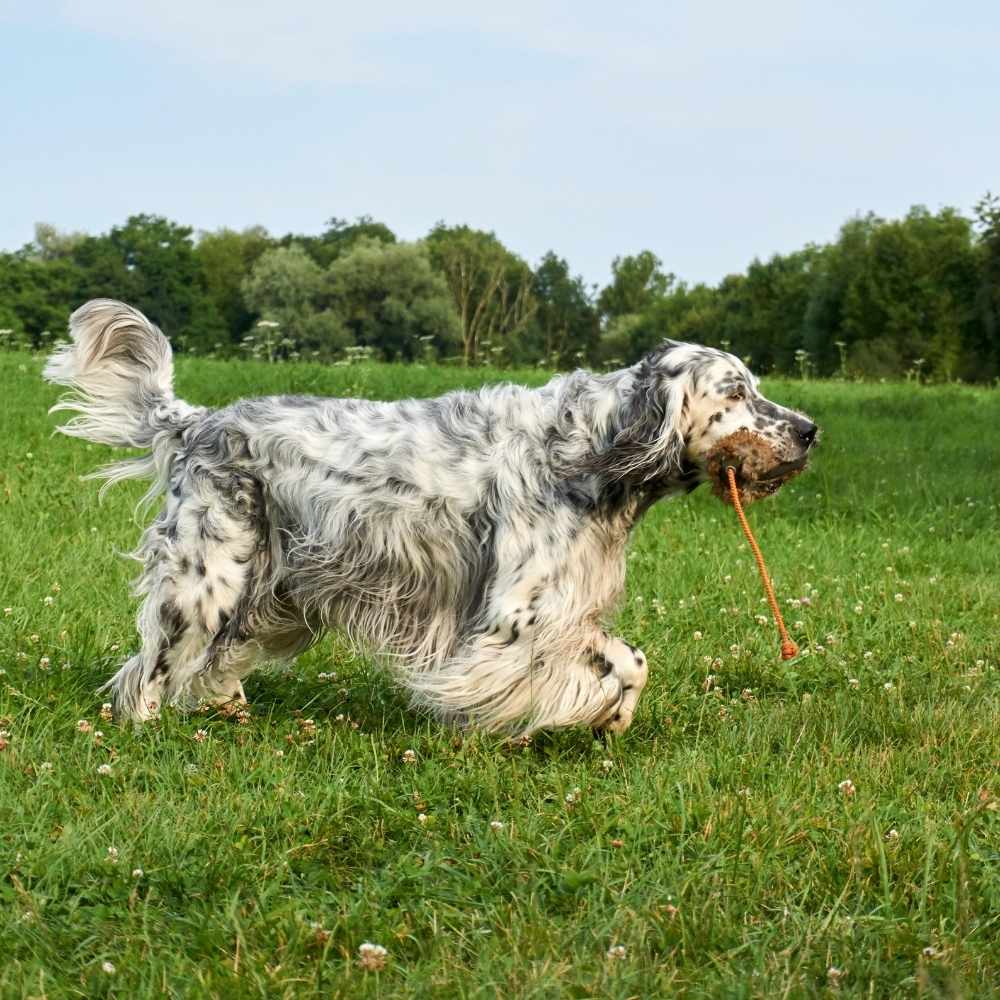 English Setter