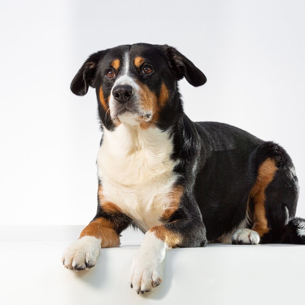 Entlebucher Mountain Dog