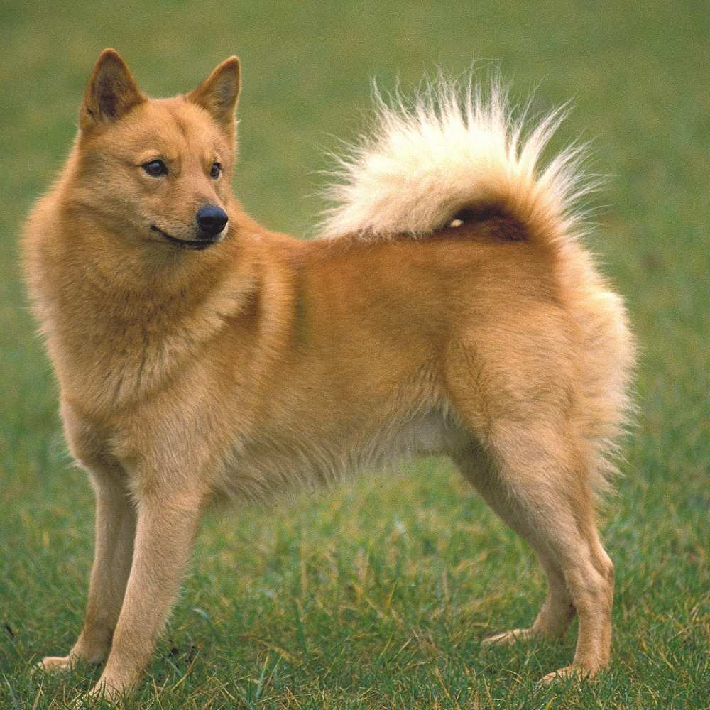 Finnish Spitz