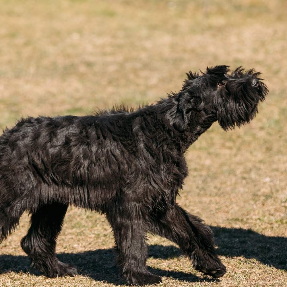 Giant Schnauzer